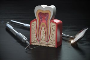 tooth model cross section with dental tools on bla 2021 08 26 16 57 03 utc 1