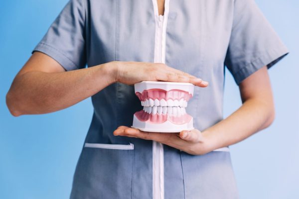 Dental model of jaw. Desntist Concept.