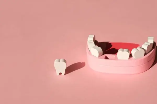 wooden model toy of a human jaw with a missing too 2022 01 06 00 24 44 utc 2